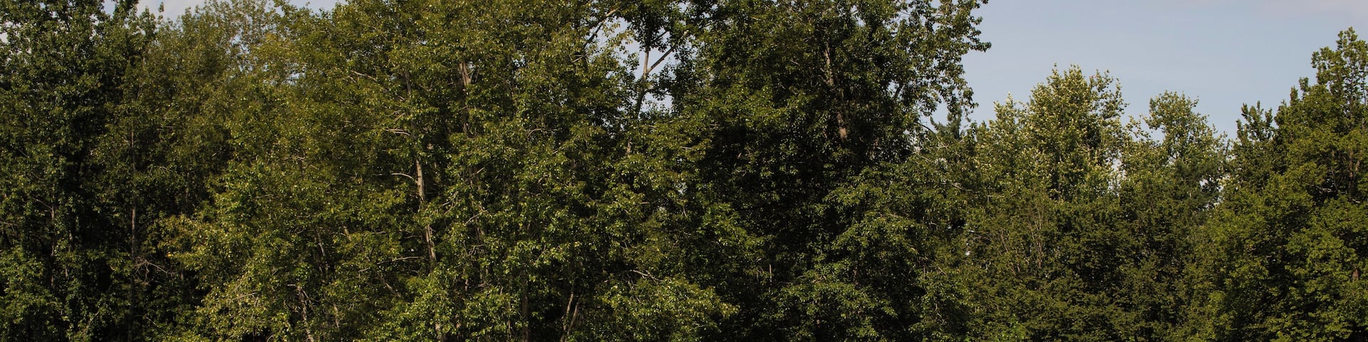 Victoria_Elk-BeaverLakeRegionalPark_553248621562263547-6