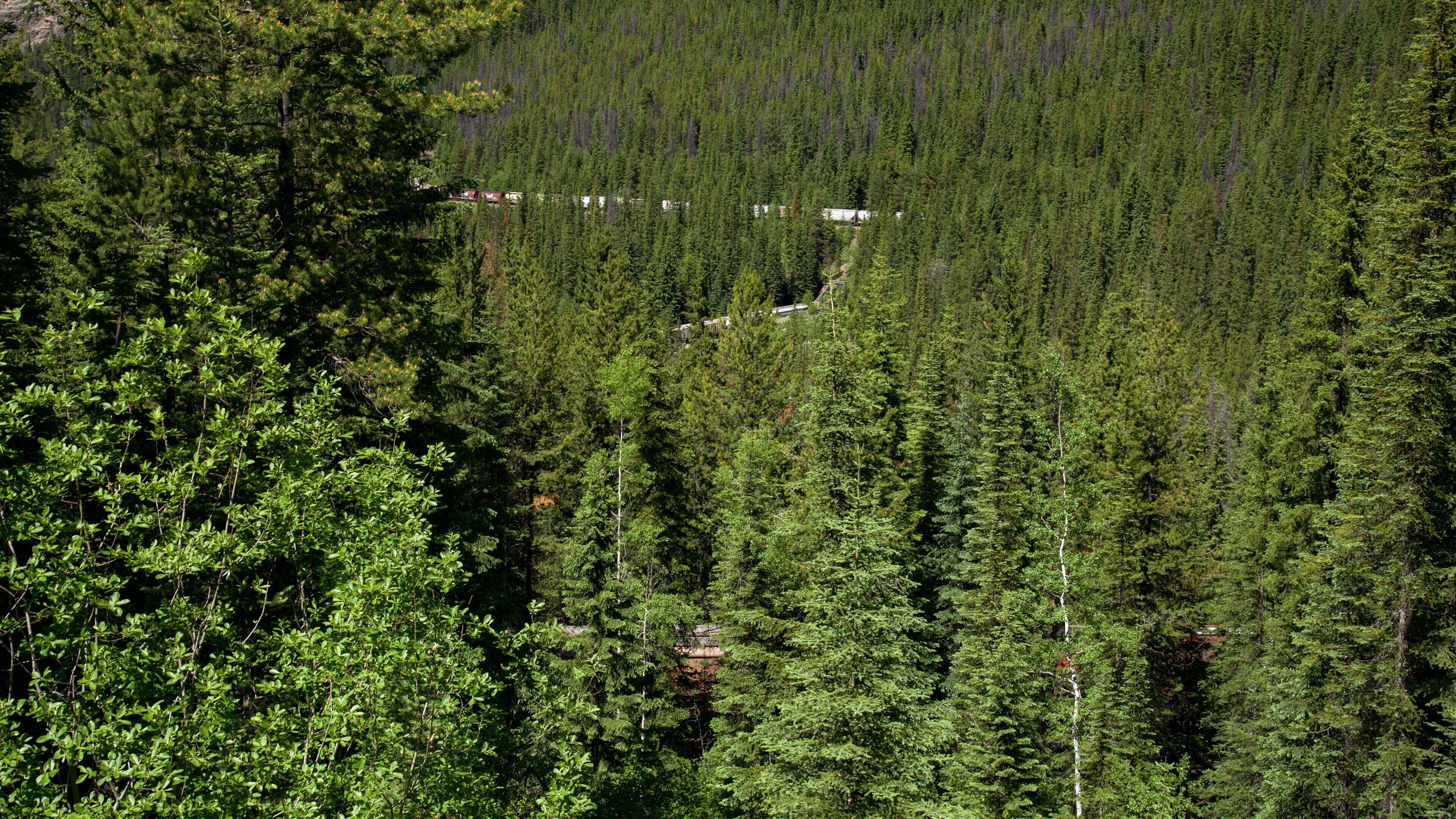 Spiral Tunnels featuring forests and tranquil scenes