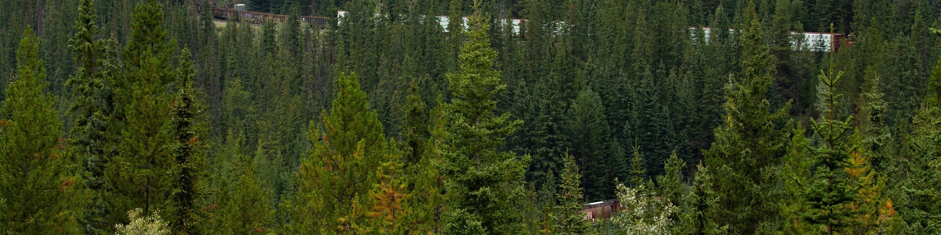 Spiral Tunnels featuring forest scenes and landscape views