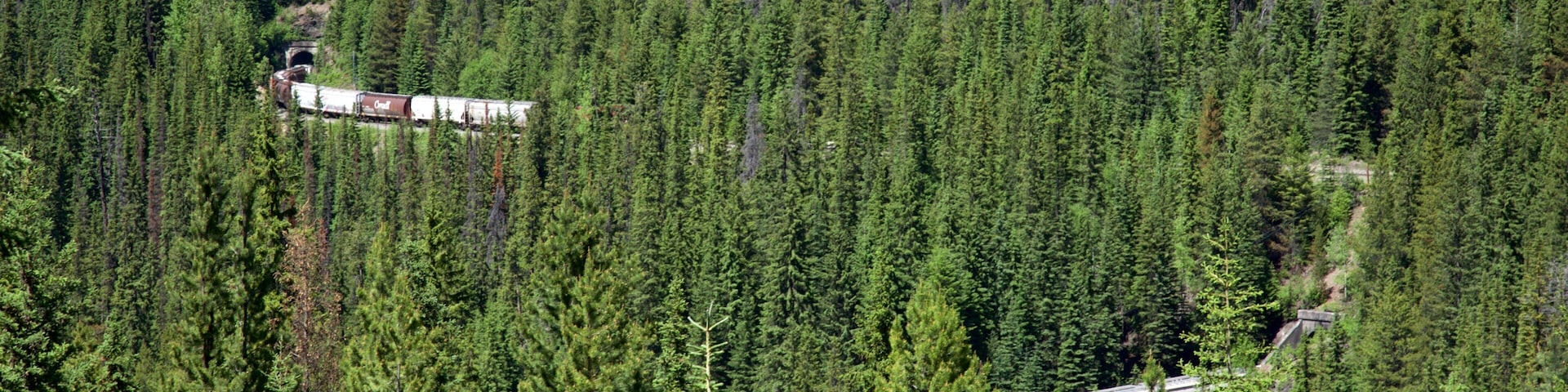 Spiral Tunnels featuring forest scenes and landscape views