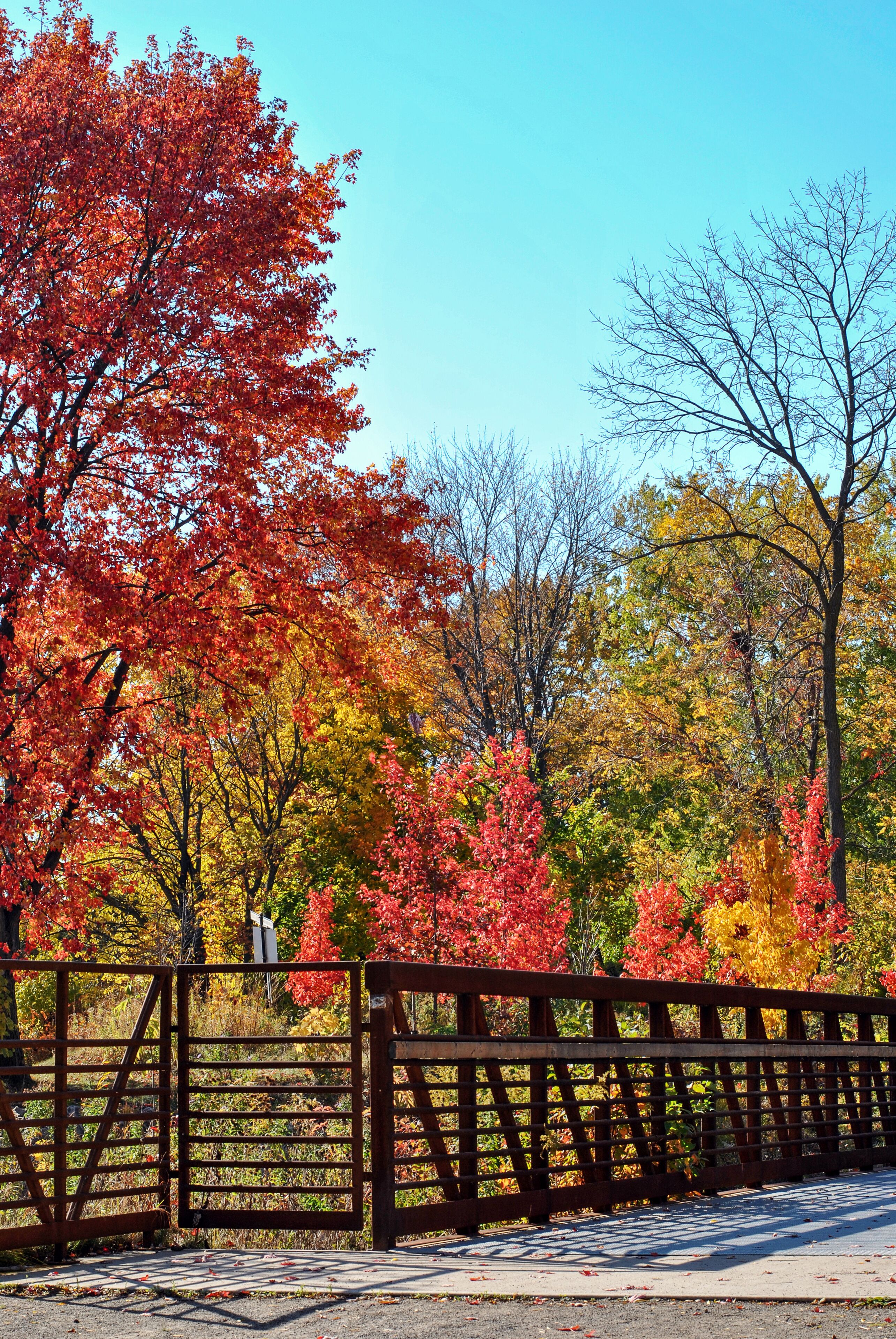 Autumn colorful trees in the Paletta Lakefront Park in Burlington. The scenery of nature with a bridge surrounded by autumn trees. Great natural background.