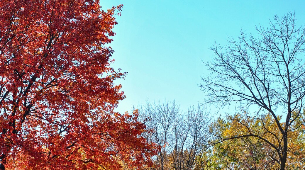 Autumn colorful trees in the Paletta Lakefront Park in Burlington. The scenery of nature with a bridge surrounded by autumn trees. Great natural background.