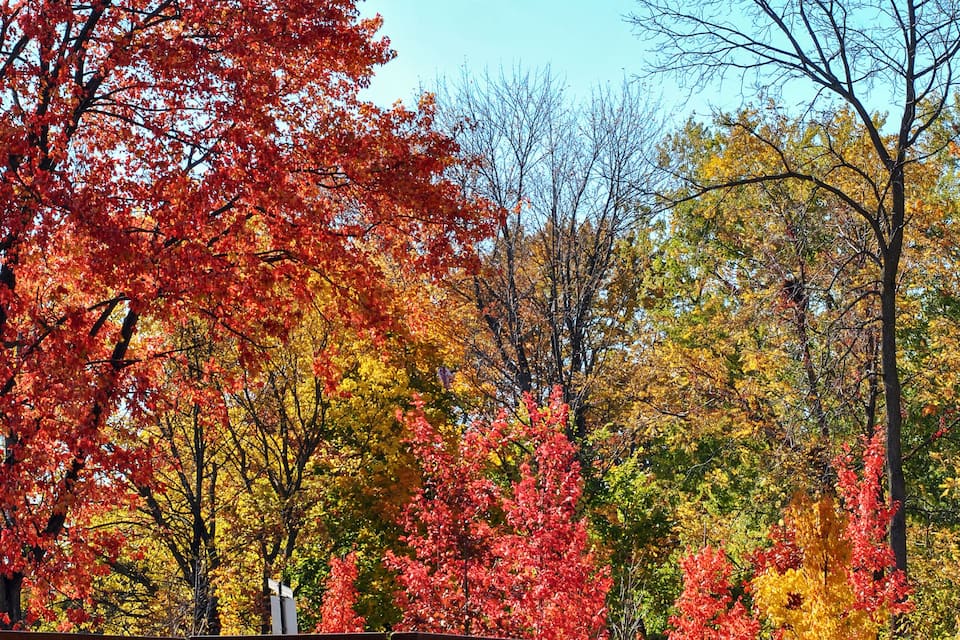 A wooden bridge with a metal gate, surrounded by autumn foliage with red, yellow, and green leaves.
