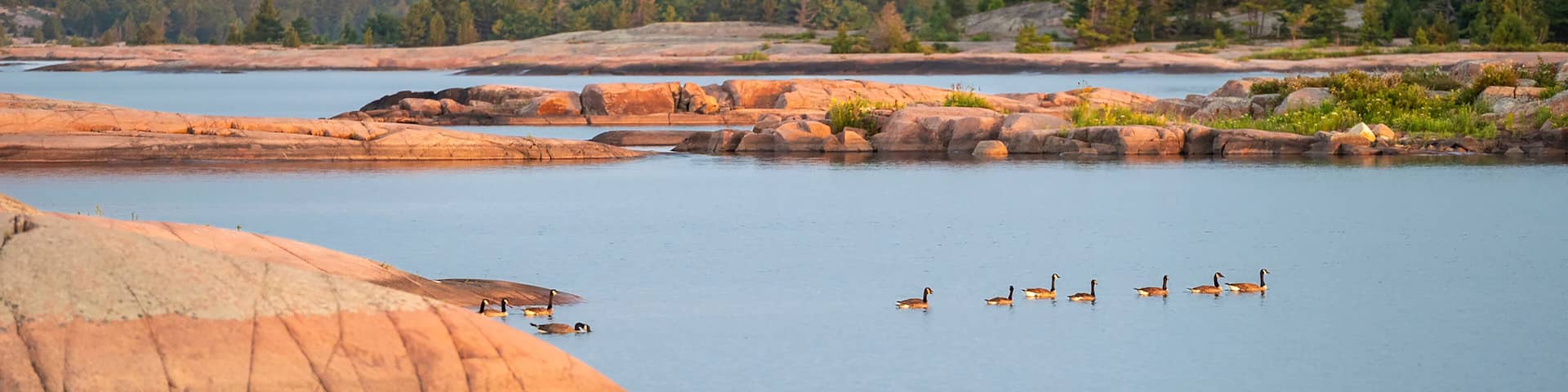 Canada Geese Swim Amongst the Smooth Granite Rocks of Georgian Bay