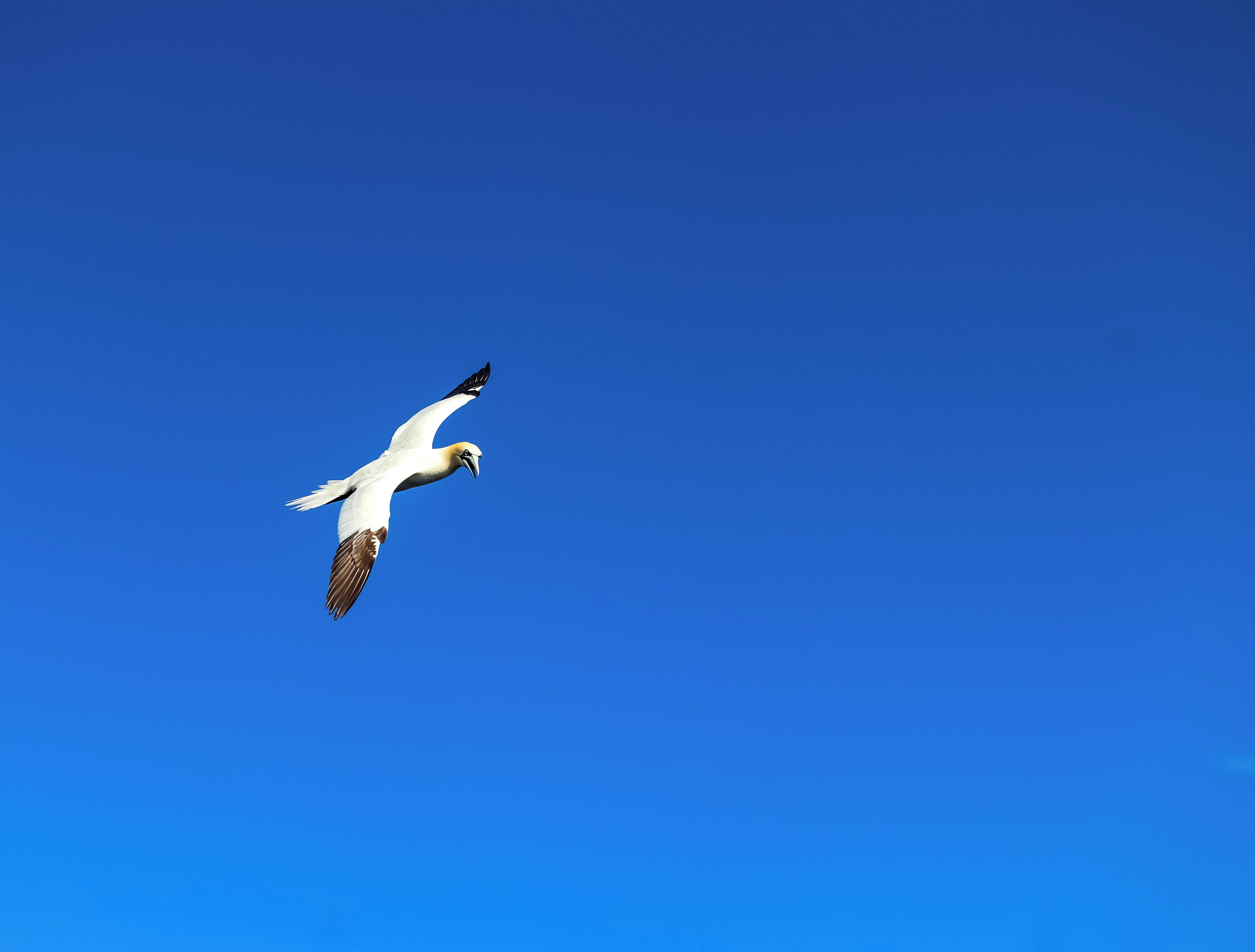 While on my first fishing boat and trying my hardest not to freak out from how rocky the boat was on the ocean, I somehow managed to snag a photo of a beautiful Albatross. They are approx. 2 to 3 times the size of a regular sea gull so these birds are quite large and very impressive watching them dive into the water. They are plentiful here so seeing one wouldn't be too difficult. 