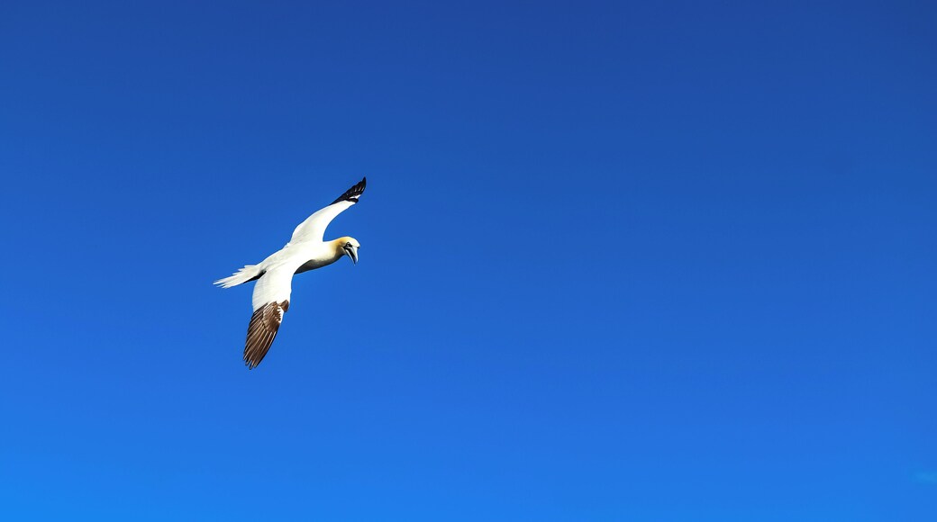 While on my first fishing boat and trying my hardest not to freak out from how rocky the boat was on the ocean, I somehow managed to snag a photo of a beautiful Albatross. They are approx. 2 to 3 times the size of a regular sea gull so these birds are quite large and very impressive watching them dive into the water. They are plentiful here so seeing one wouldn't be too difficult.