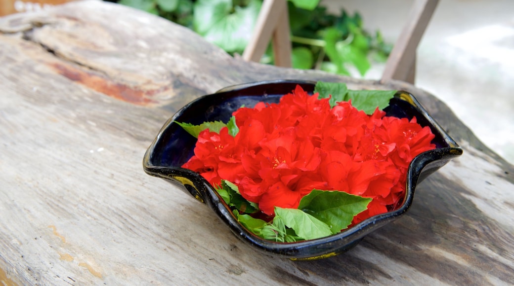 Okinawa which includes flowers