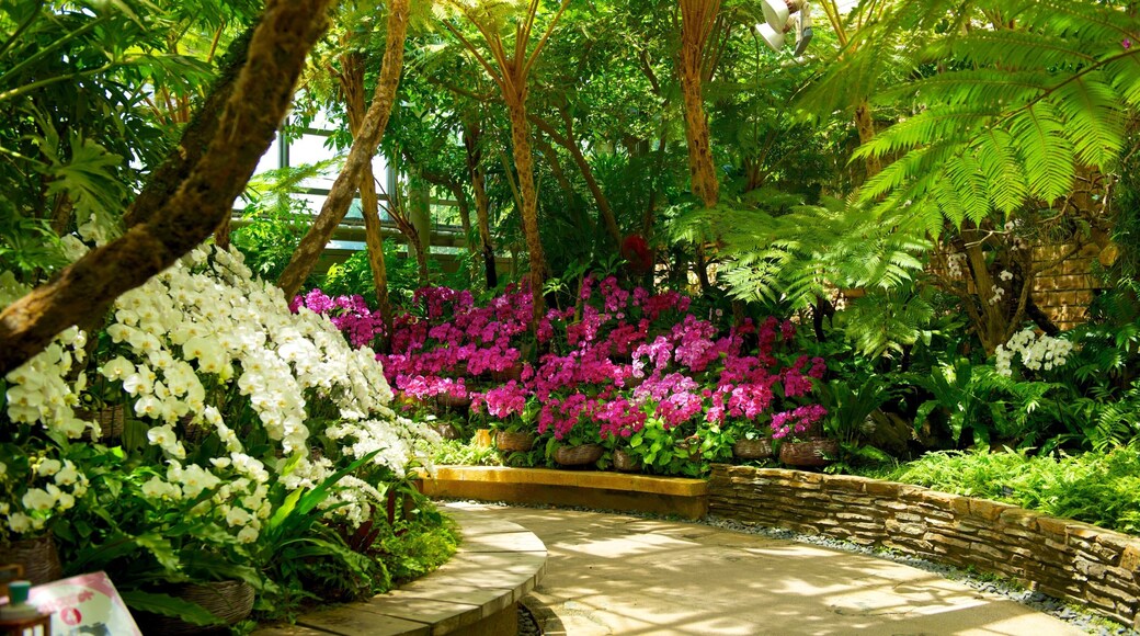 Okinawa mostrando parco