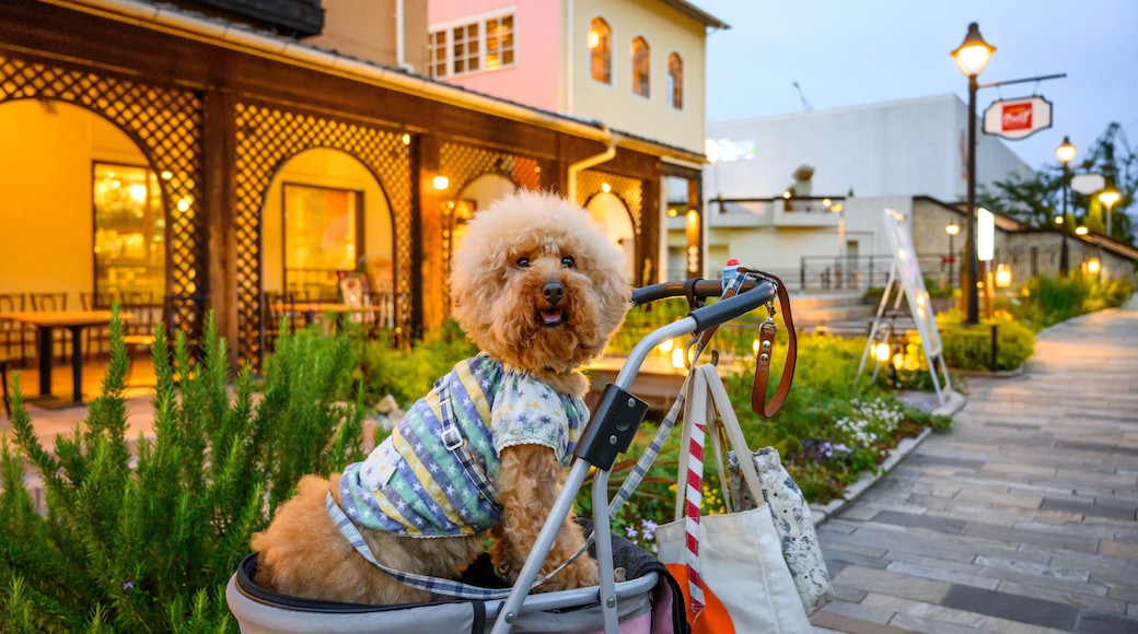 Kobe Harborland showing cuddly or friendly animals