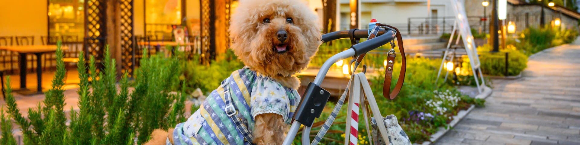 Kobe Harborland showing cuddly or friendly animals