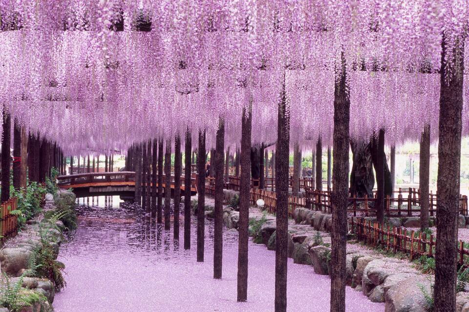 A pathway lined with cherry blossom trees, a wooden bridge, and a pond.