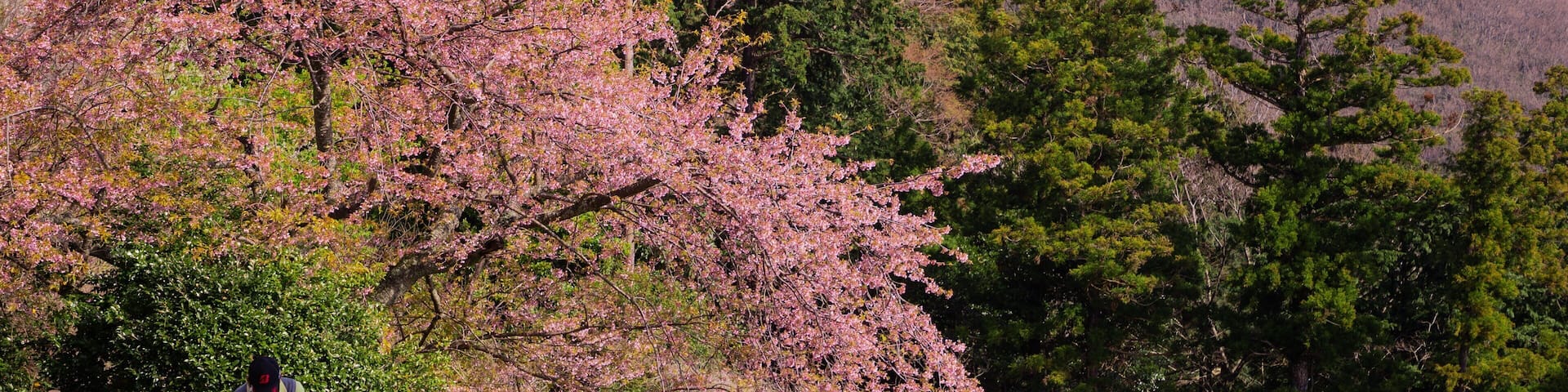 Atami Golf Club featuring wildflowers and golf as well as an individual male