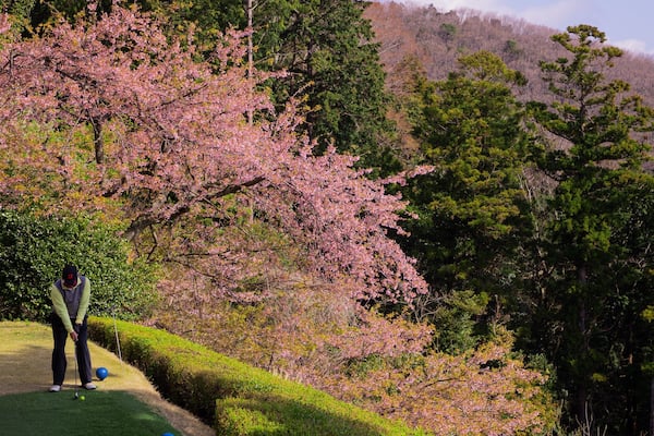 Atami Golf Club featuring wildflowers and golf as well as an individual male