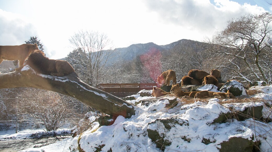 Lions at Fuji Safari Park in the snow._19