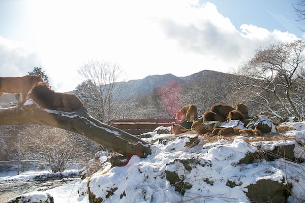 Lions at Fuji Safari Park in the snow._19