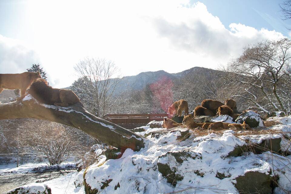 Paesaggio innevato con un ponte, rocce e montagne sullo sfondo.