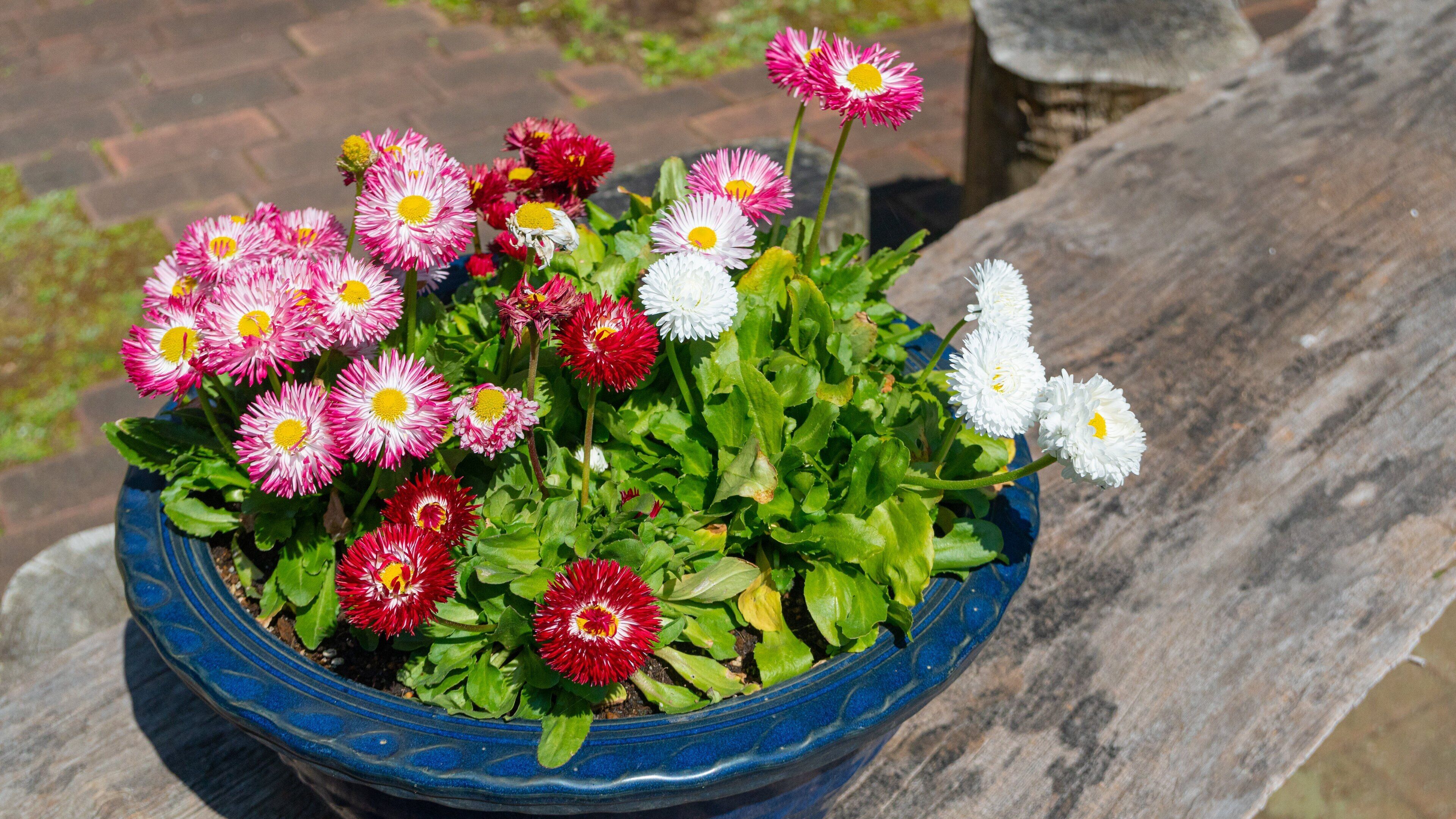Murakami Museum featuring flowers