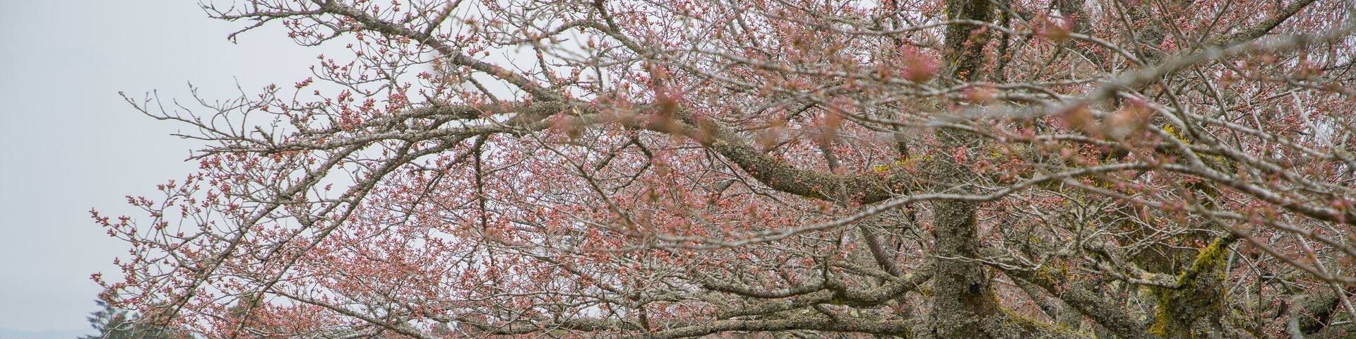 Lake Higashiyama showing a garden as well as a small group of people