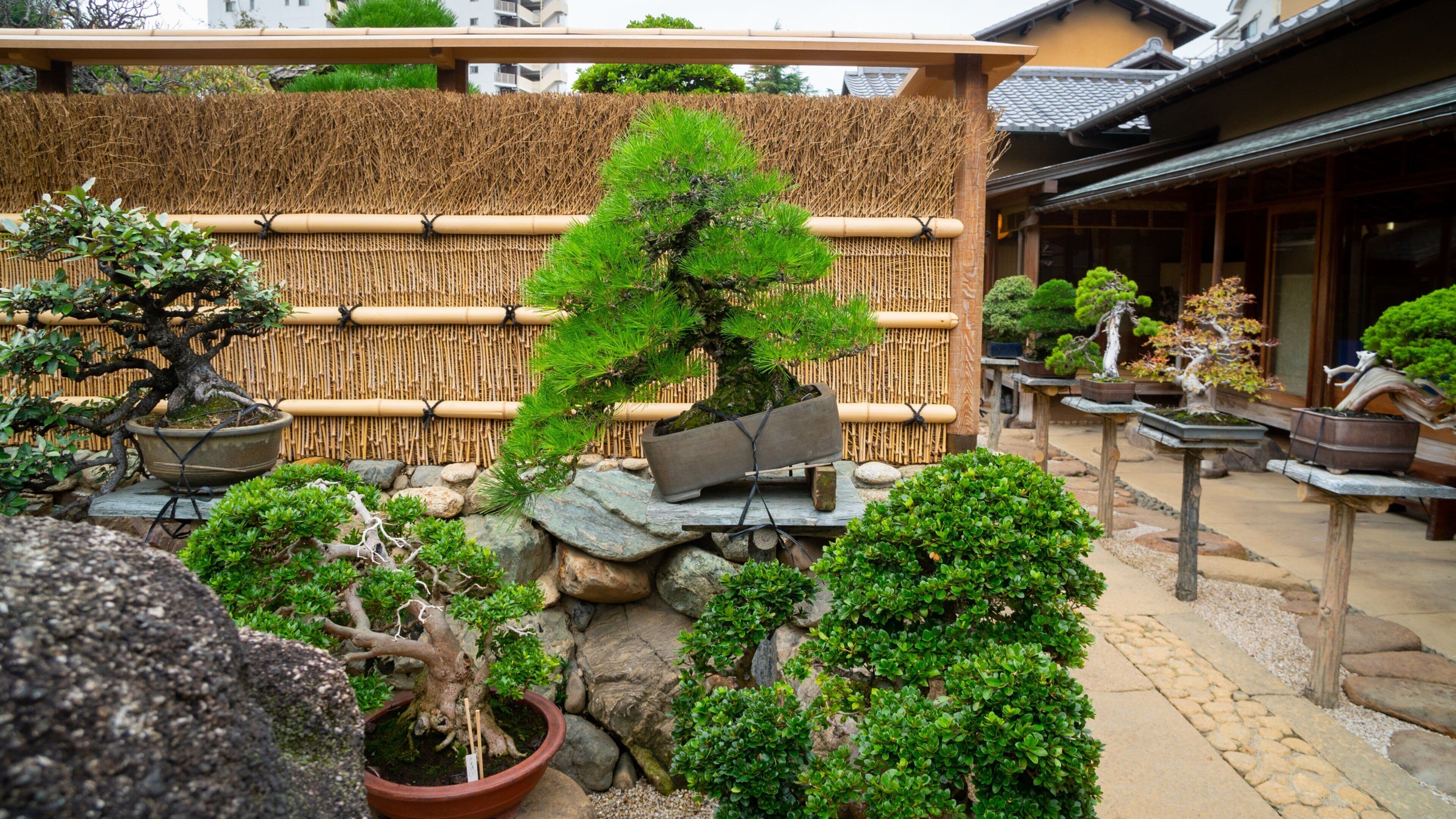 Shunkaen Bonsai Museum