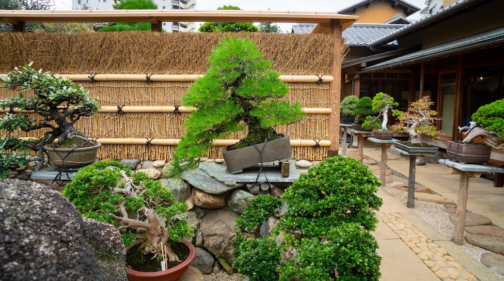 Shunkaen Bonsai Museum
