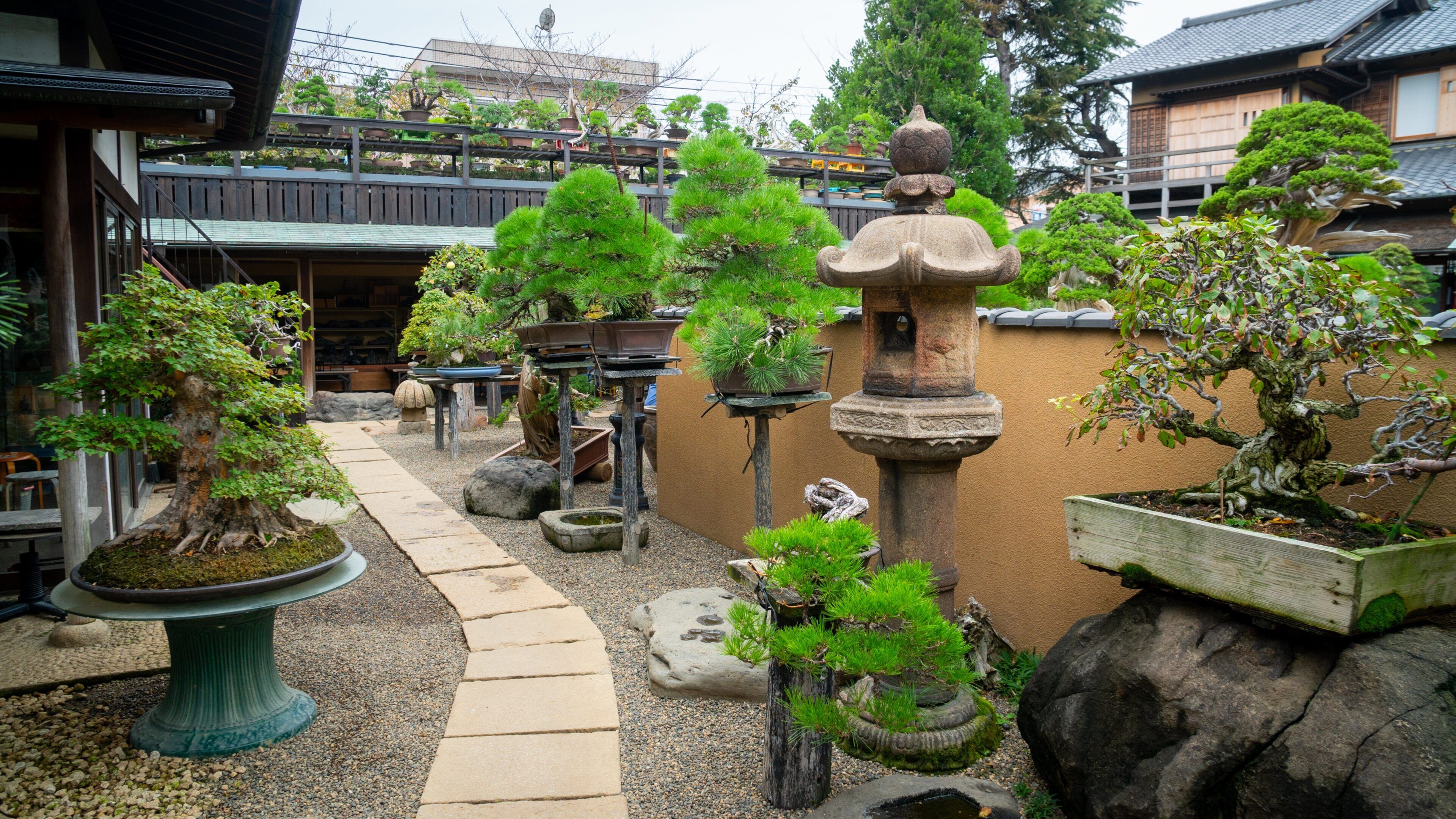 Shunkaen Bonsai Museum