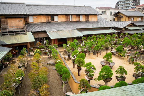 A traditional Japanese building with a courtyard filled with bonsai trees.
