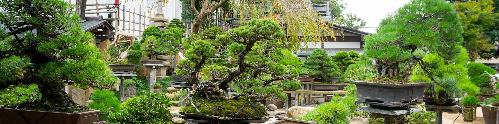 A traditional Japanese garden with various bonsai trees, a koi pond, and a stone pathway.
