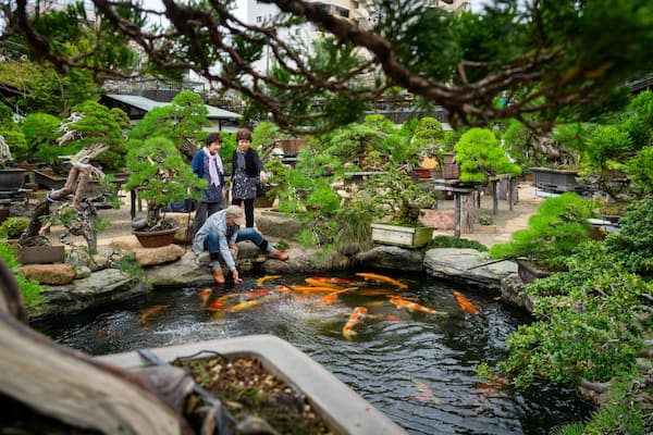 Shunkaen Bonsai Museum which includes marine life, a pond and a garden