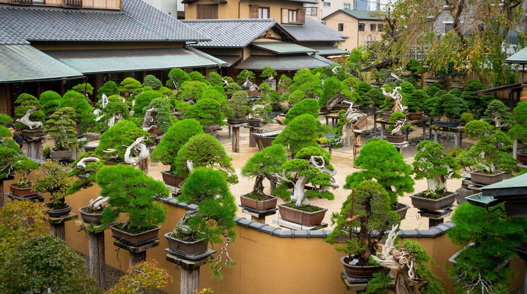Shunkaen Bonsai Museum
