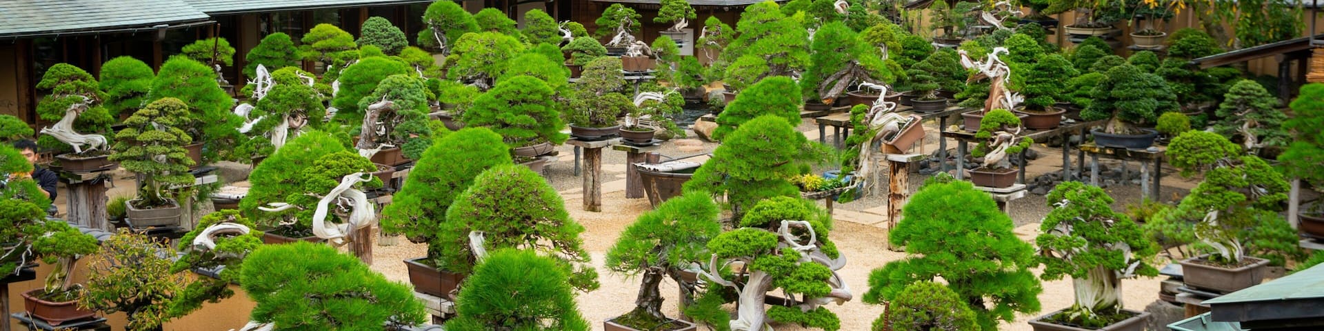 Shunkaen Bonsai Museum