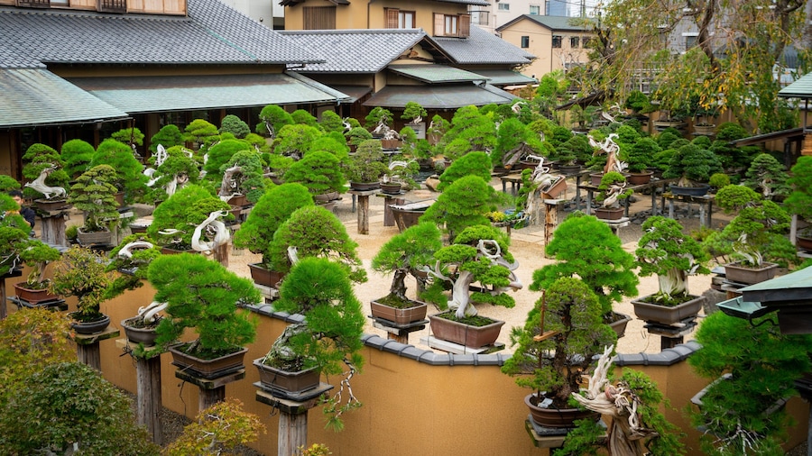 Shunkaen Bonsai Museum