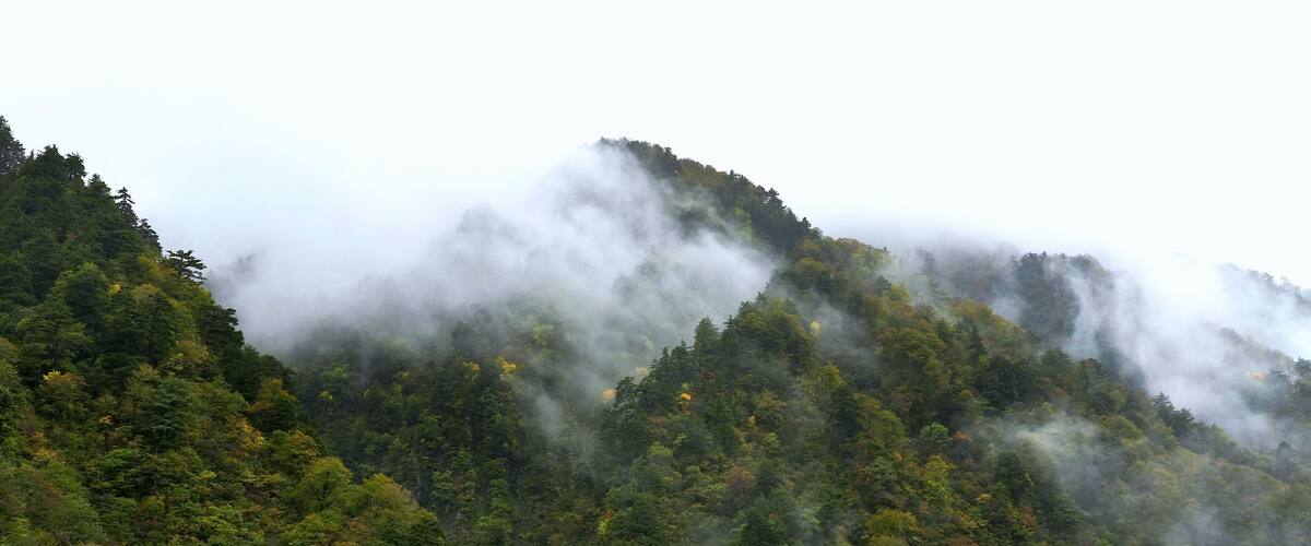 A mountain covered in dense forest and mist.