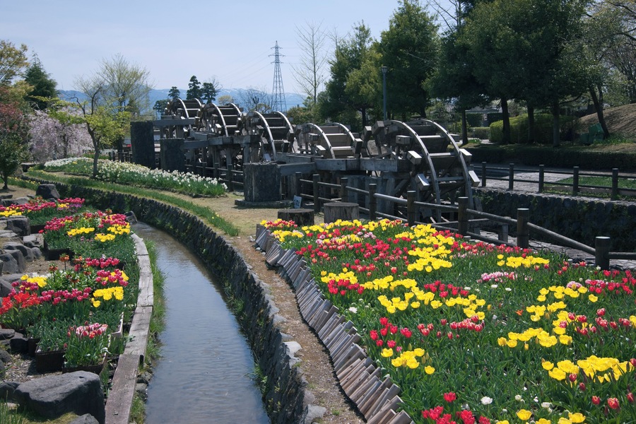Tonami Tulip Park, Tonami, Toyama, Japan