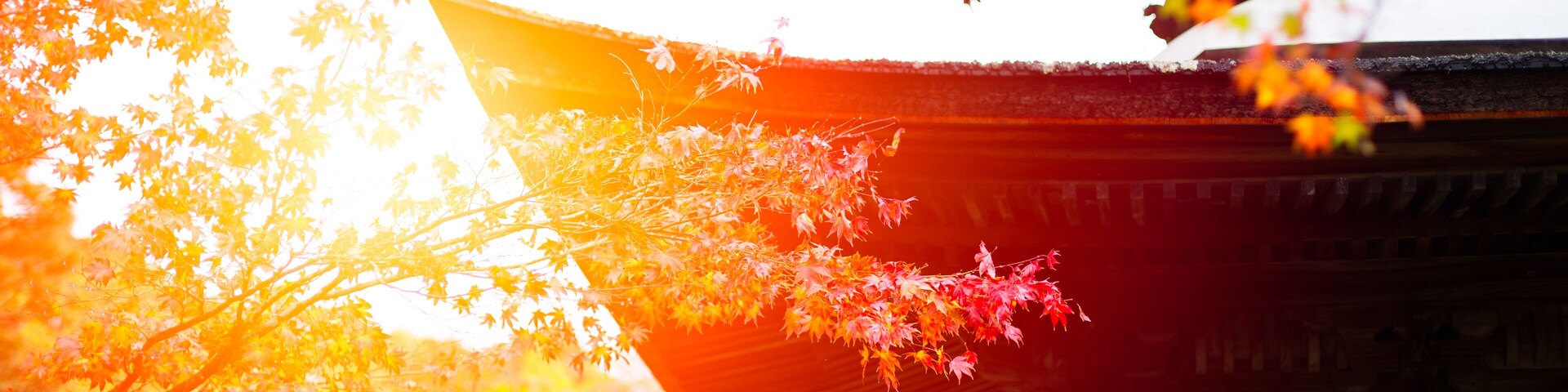 Japanese garden in Temple, Beautiful Red Maple Leaf in Japan Autumn for background.