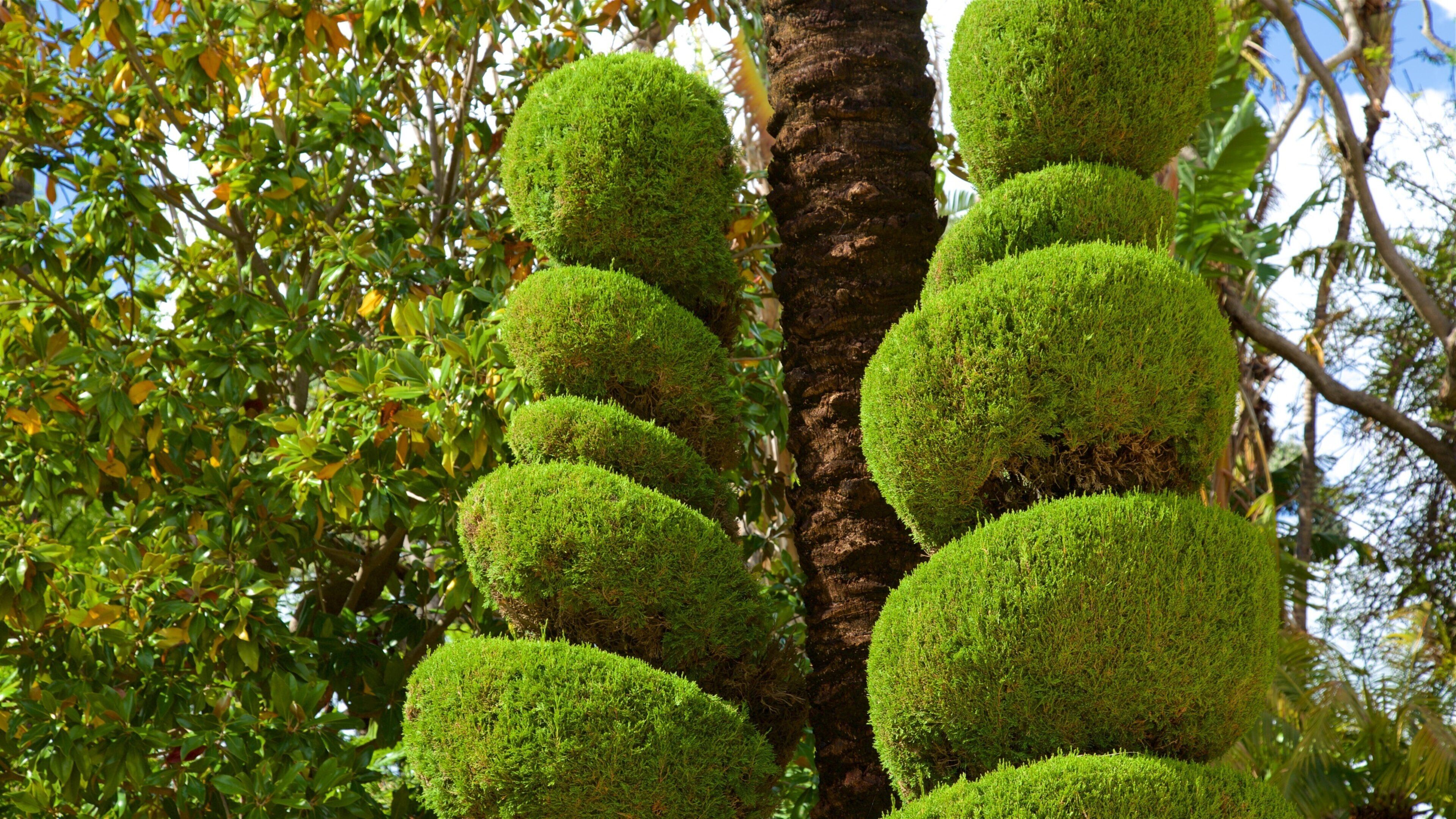 Genovés Park showing a park