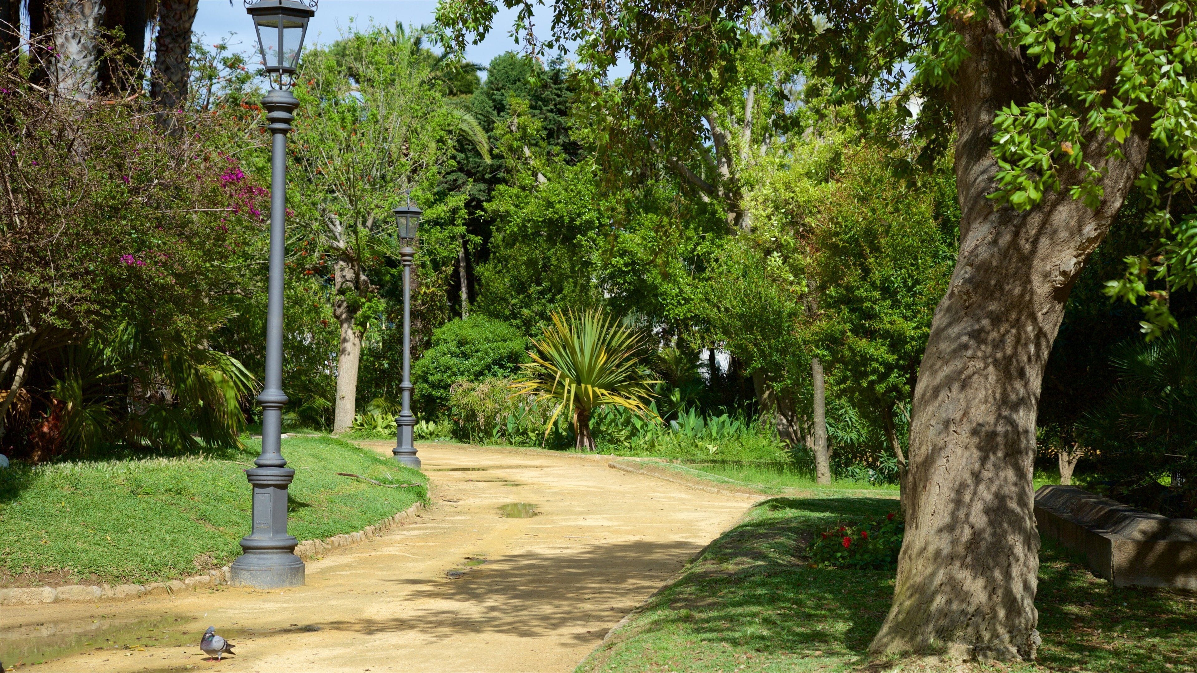 Cádiz mostrando un parque