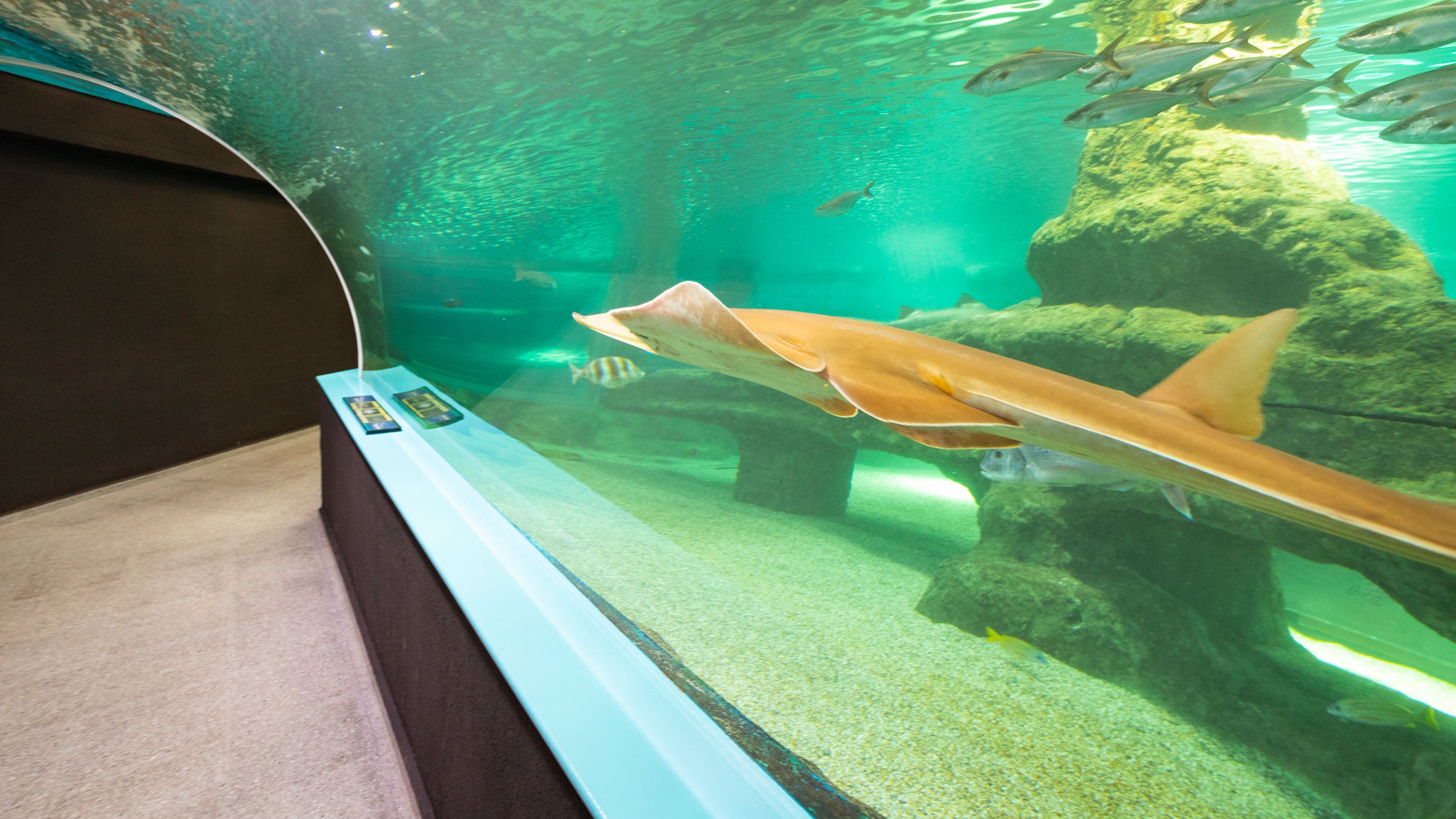 Roquetas de Mar Aquarium which includes marine life