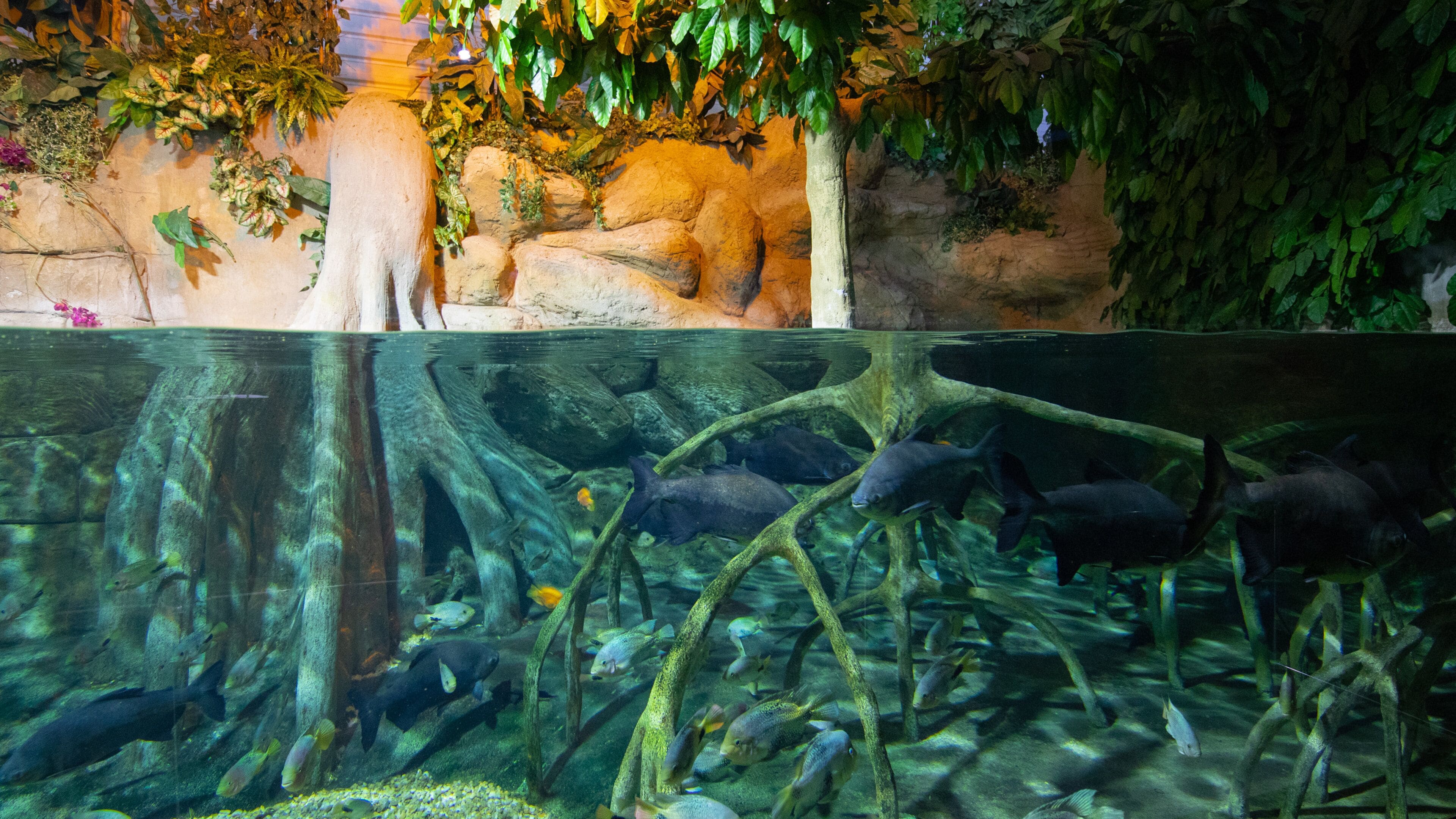 Roquetas de Mar Aquarium which includes marine life