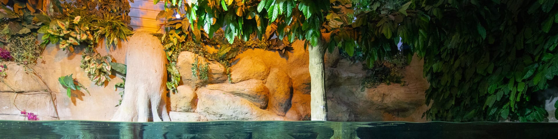 Un acuario con diversas especies de peces nadando entre rocas y plantas acuáticas.