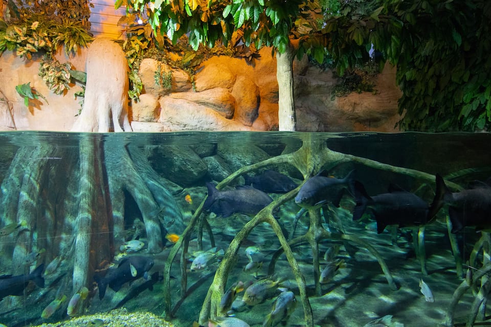 An aquarium with various fish species swimming among rocks and aquatic plants.