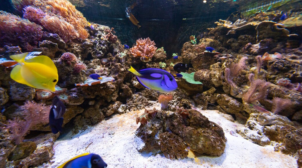 Roquetas de Mar Aquarium which includes marine life