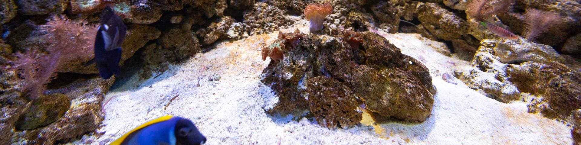 Roquetas de Mar Aquarium which includes marine life