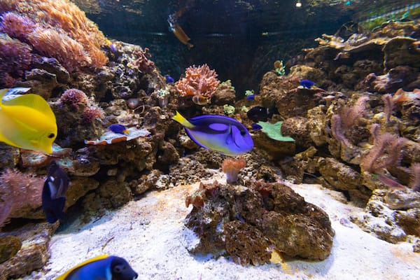 Roquetas de Mar Aquarium which includes marine life