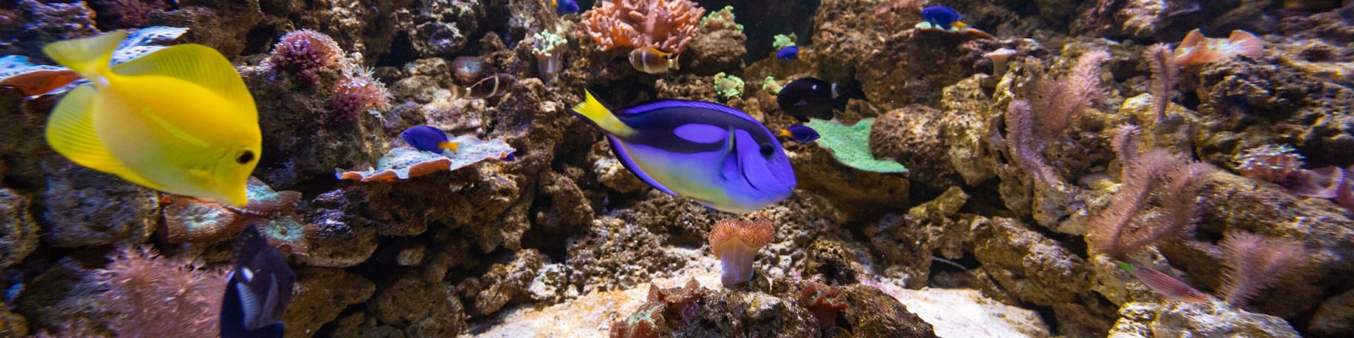 Roquetas de Mar Aquarium which includes marine life