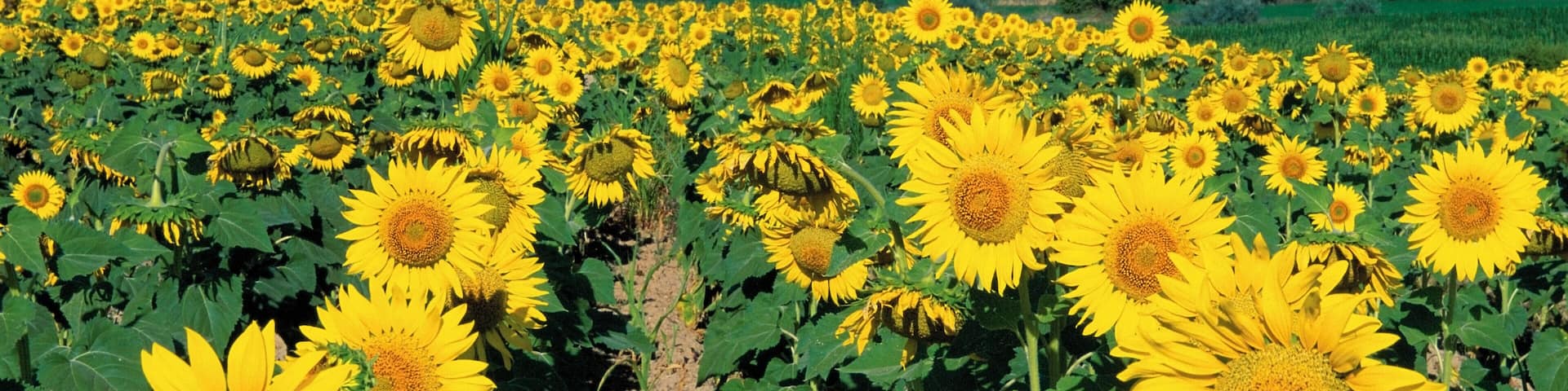 Field of sunflowers, Fuensanta, Spain