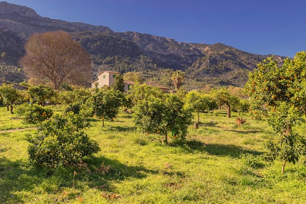 Finca mit Zitrushain