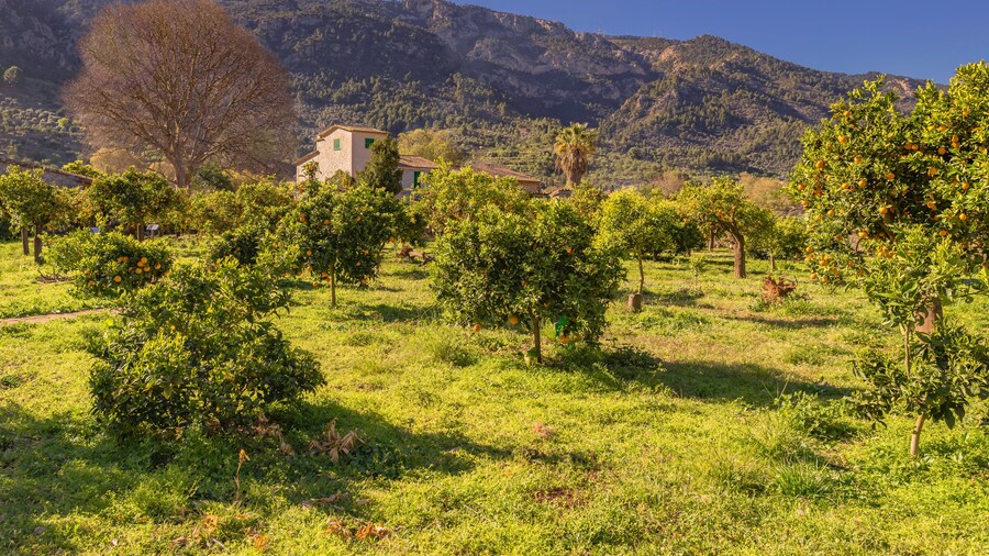 Finca mit Zitrushain