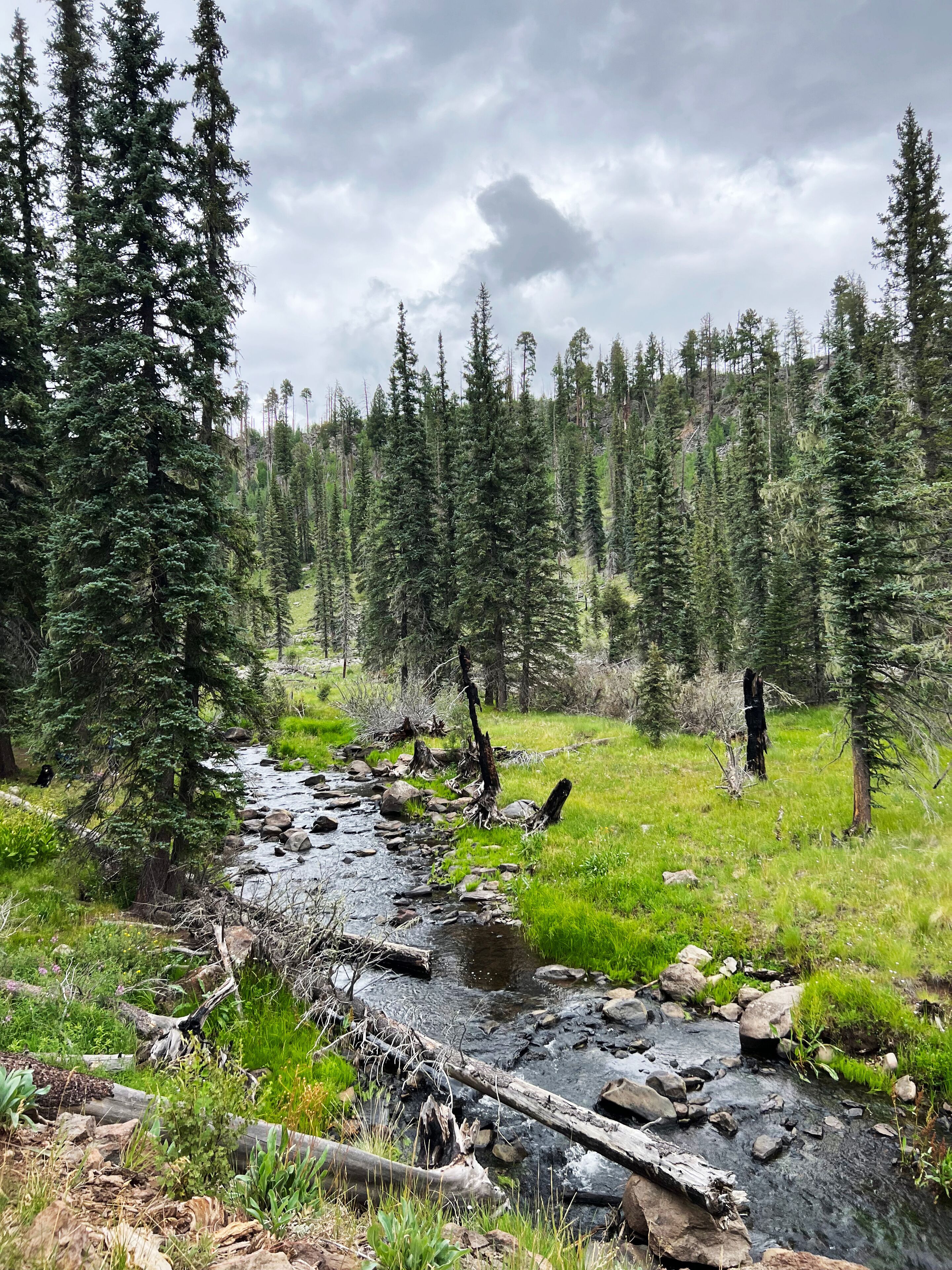 A forested area with a rocky stream and tall evergreen trees.