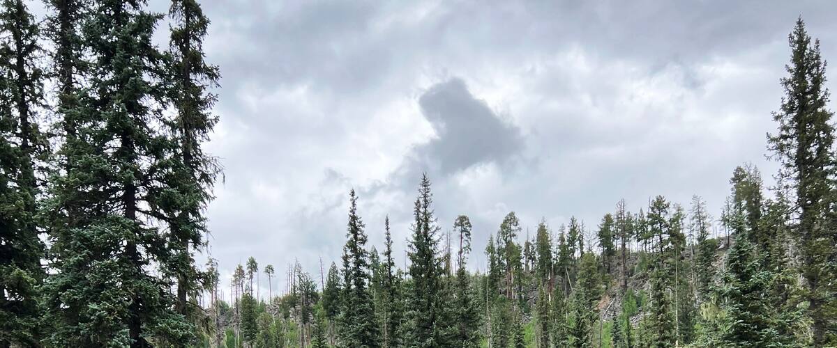 A forested area with a rocky stream and tall evergreen trees.