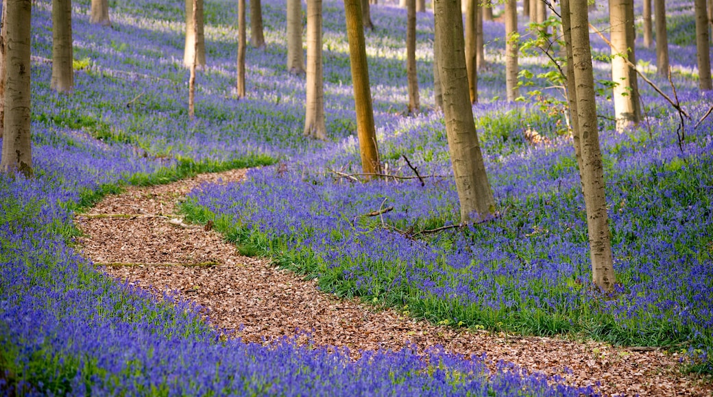 Hallerbos bluebells